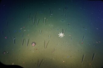 An example of deep-sea soft sediment ecosystem. Photo credit: NOAA OER and Ocean Exploration Trust; A. Thurber camera loan. Courtesy of Lisa Levin.